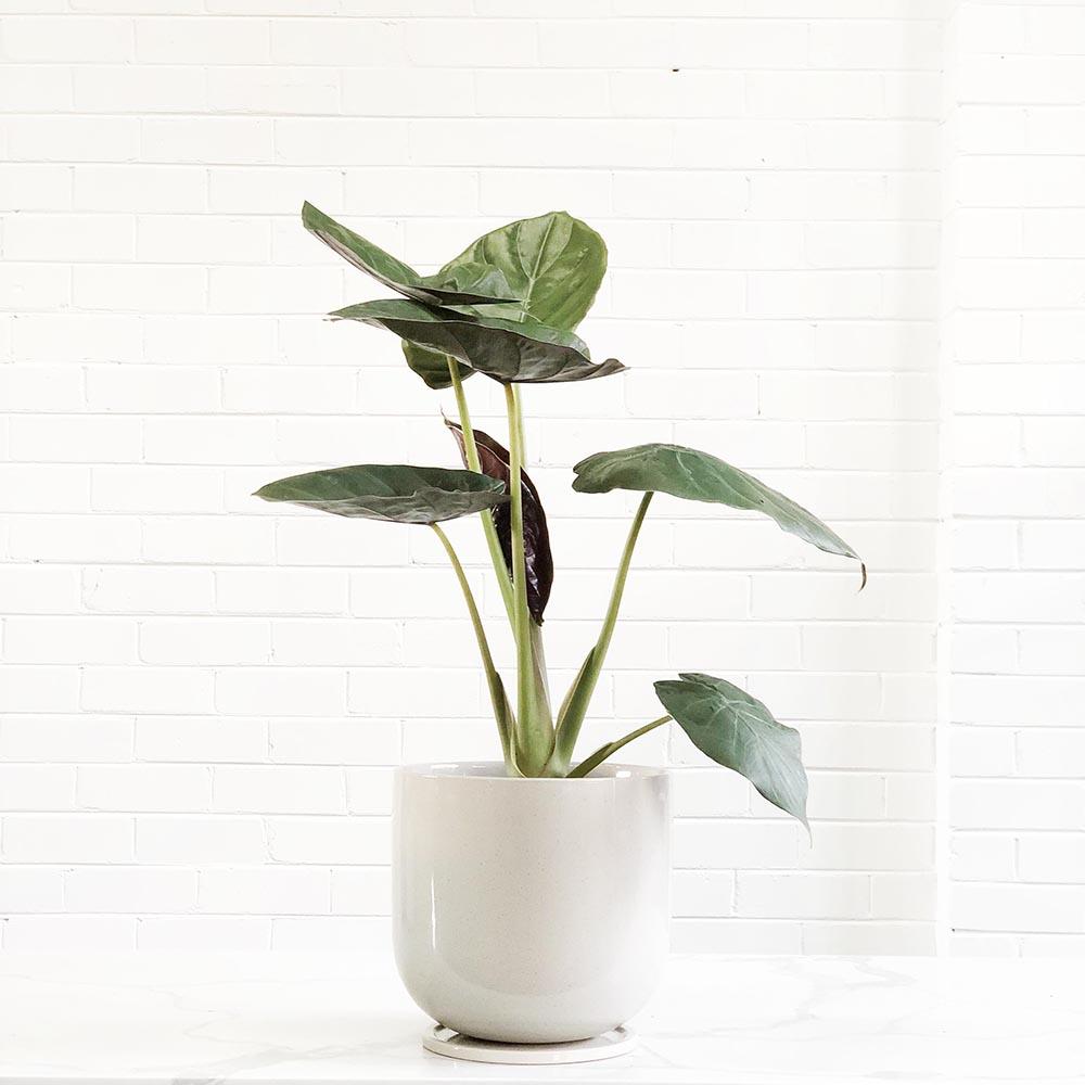 Urechea Elefantului (Alocasia Wentii) - 65 cm