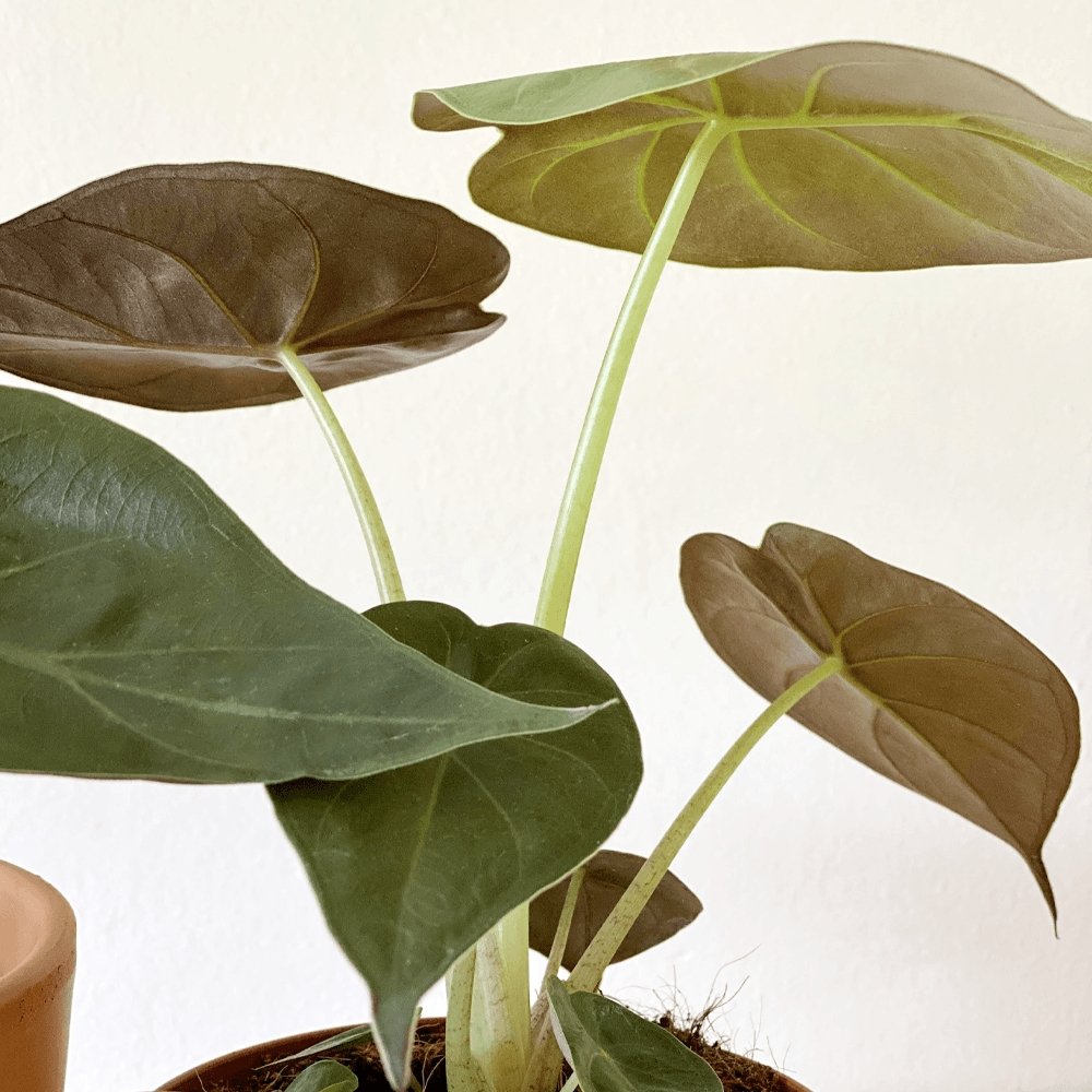 Urechea Elefantului (Alocasia Wentii) - 65 cm
