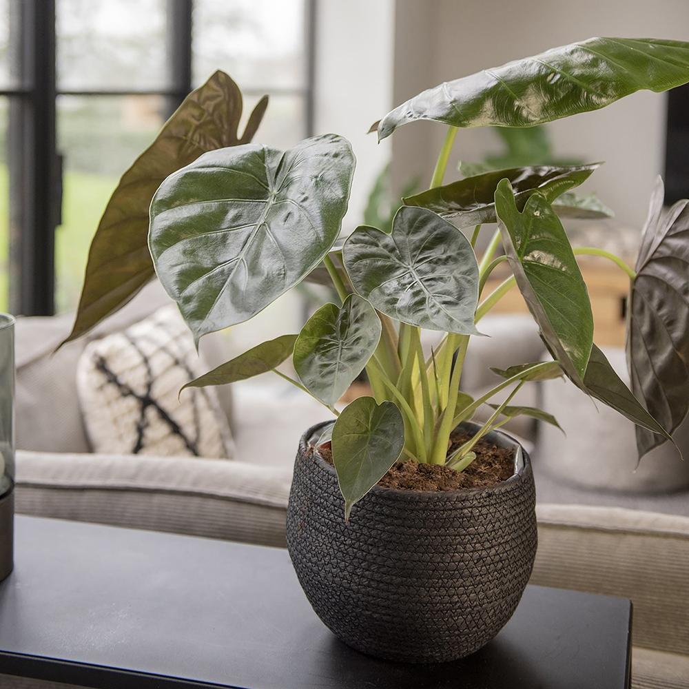 Urechea Elefantului (Alocasia Wentii) - 65 cm