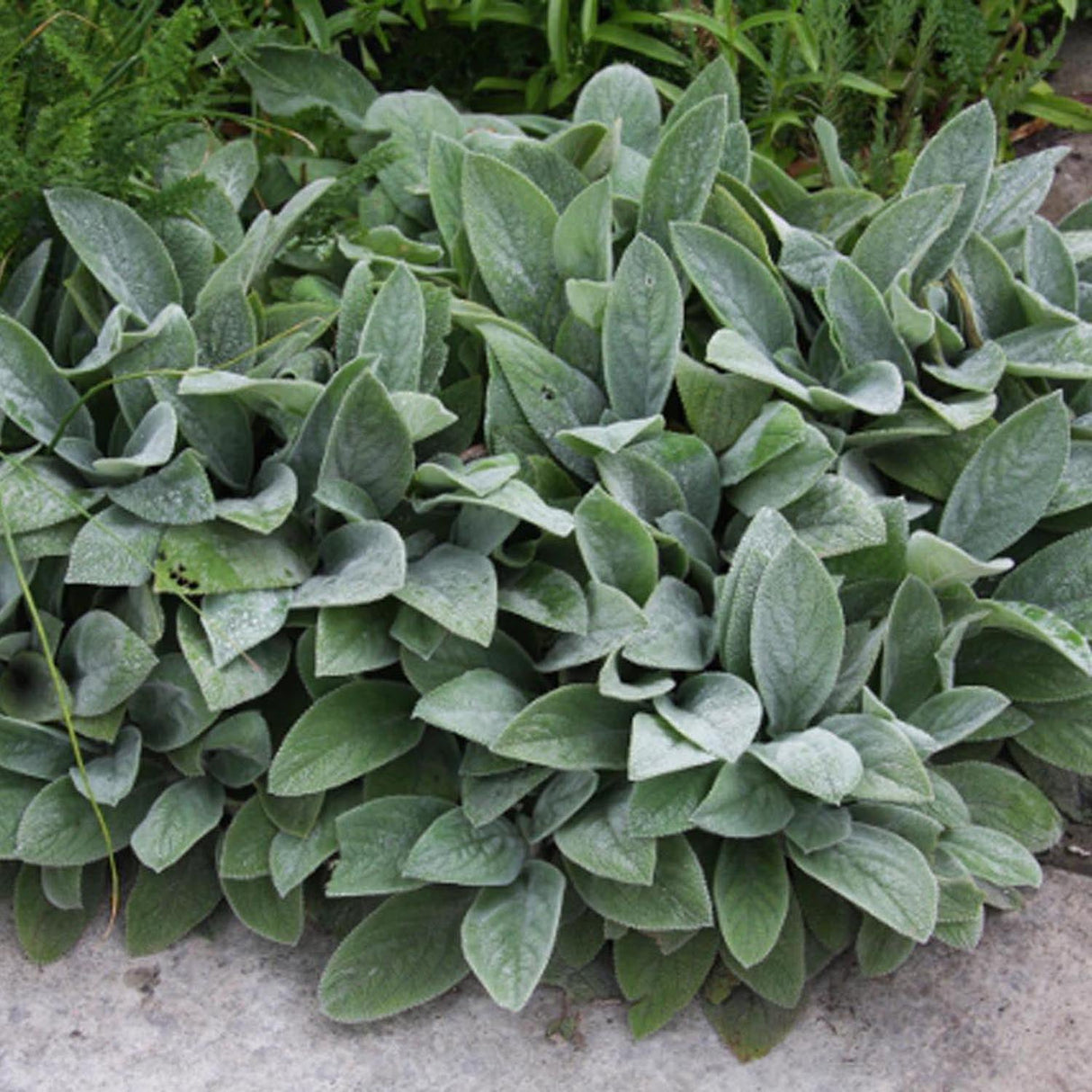 Urechea Iepurelui Big Ears