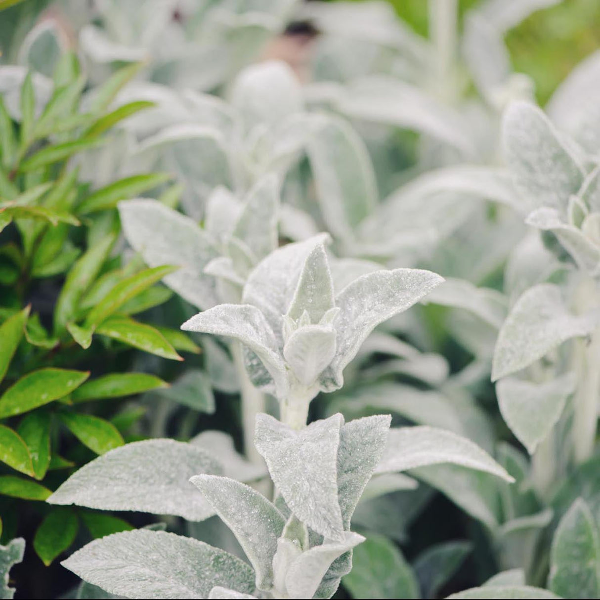 Urechea Iepurelui Big Ears