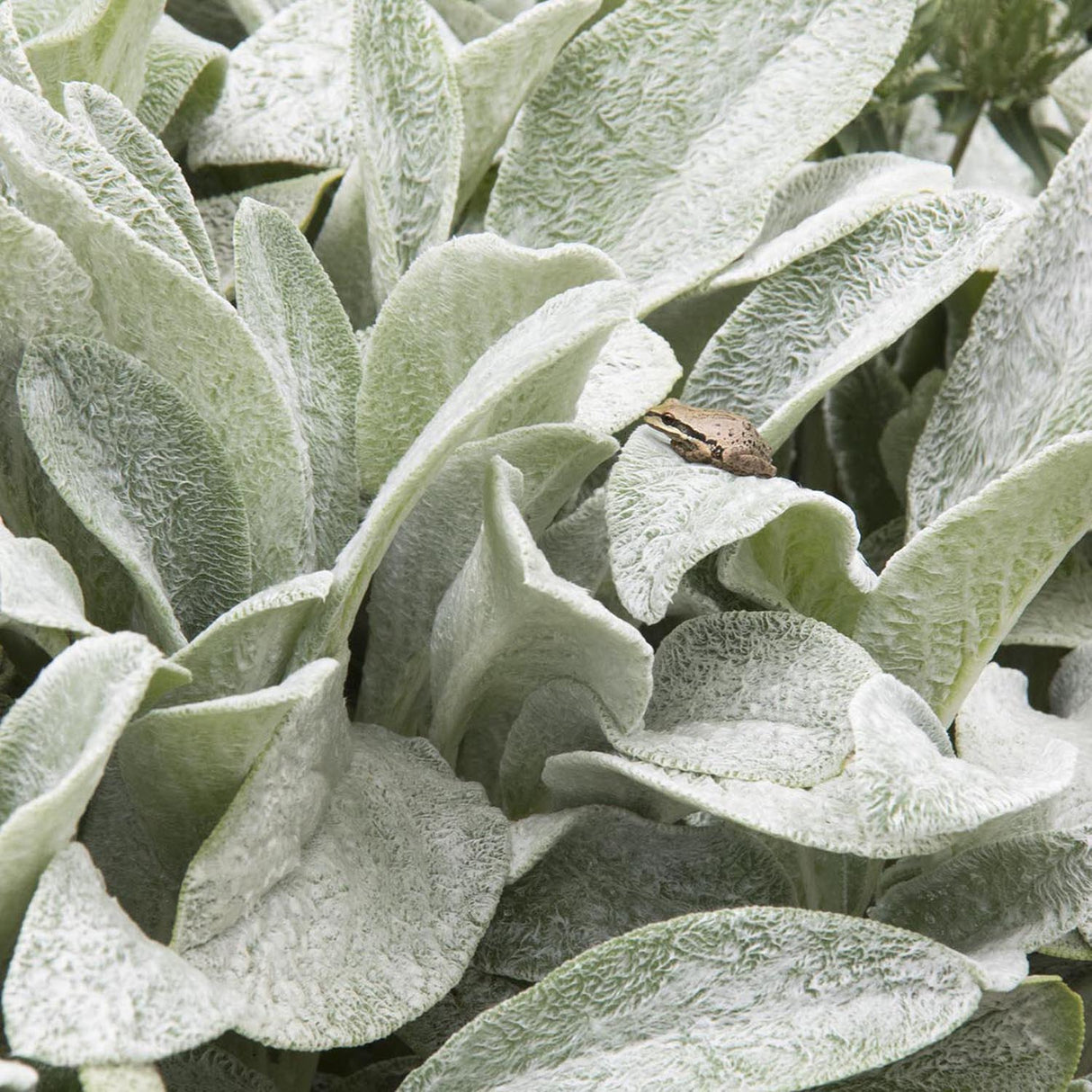 Urechea Iepurelui Big Ears