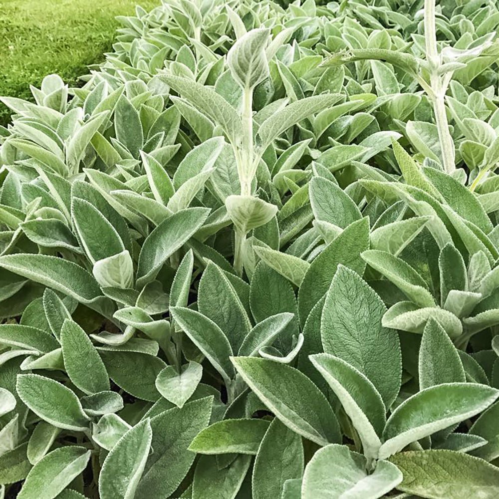 Urechea Iepurelui Silver Carpet