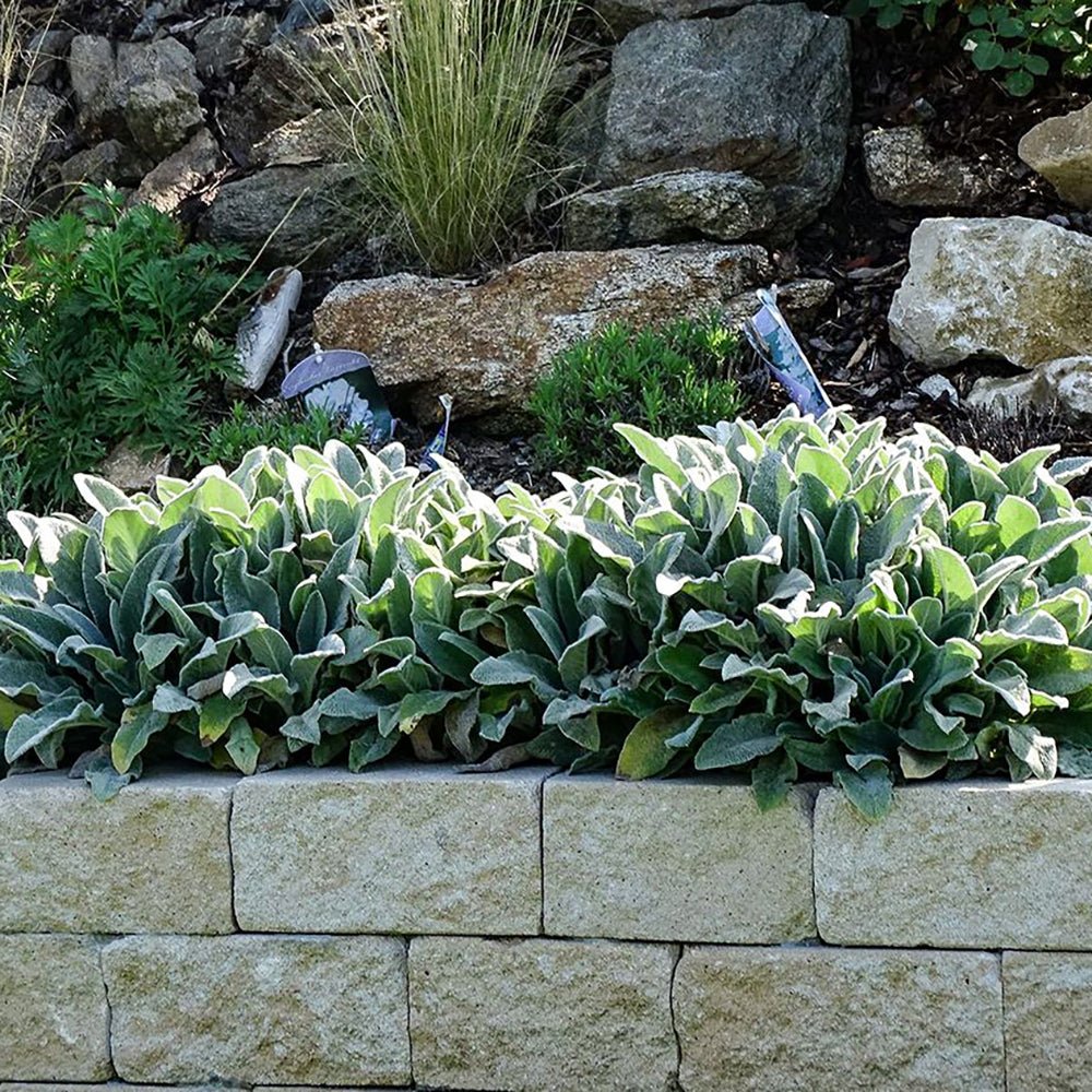 Urechea Iepurelui Silver Carpet