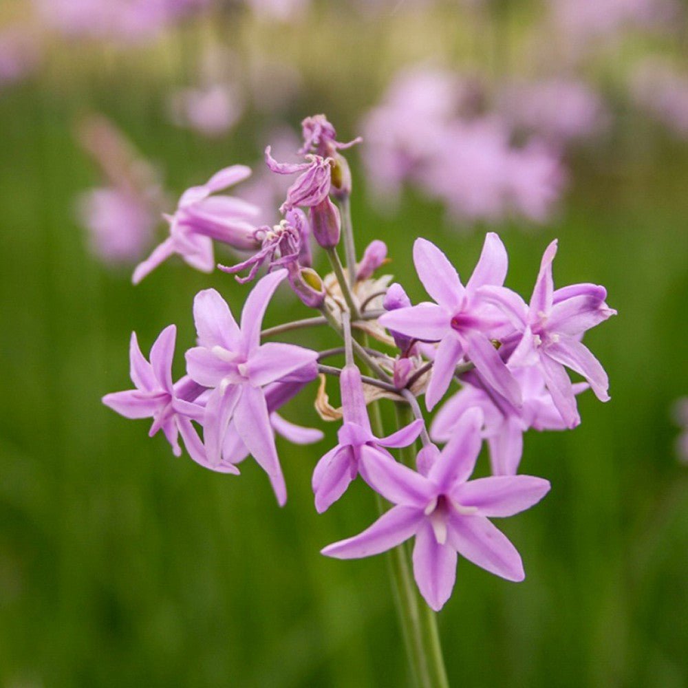 Usturoiul Dulce (Tulbaghia Violacea), cu flori mov, acoperitor
