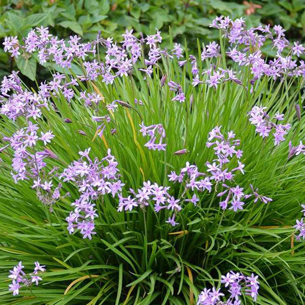 Usturoiul Dulce (Tulbaghia Violacea), cu flori mov, acoperitor
