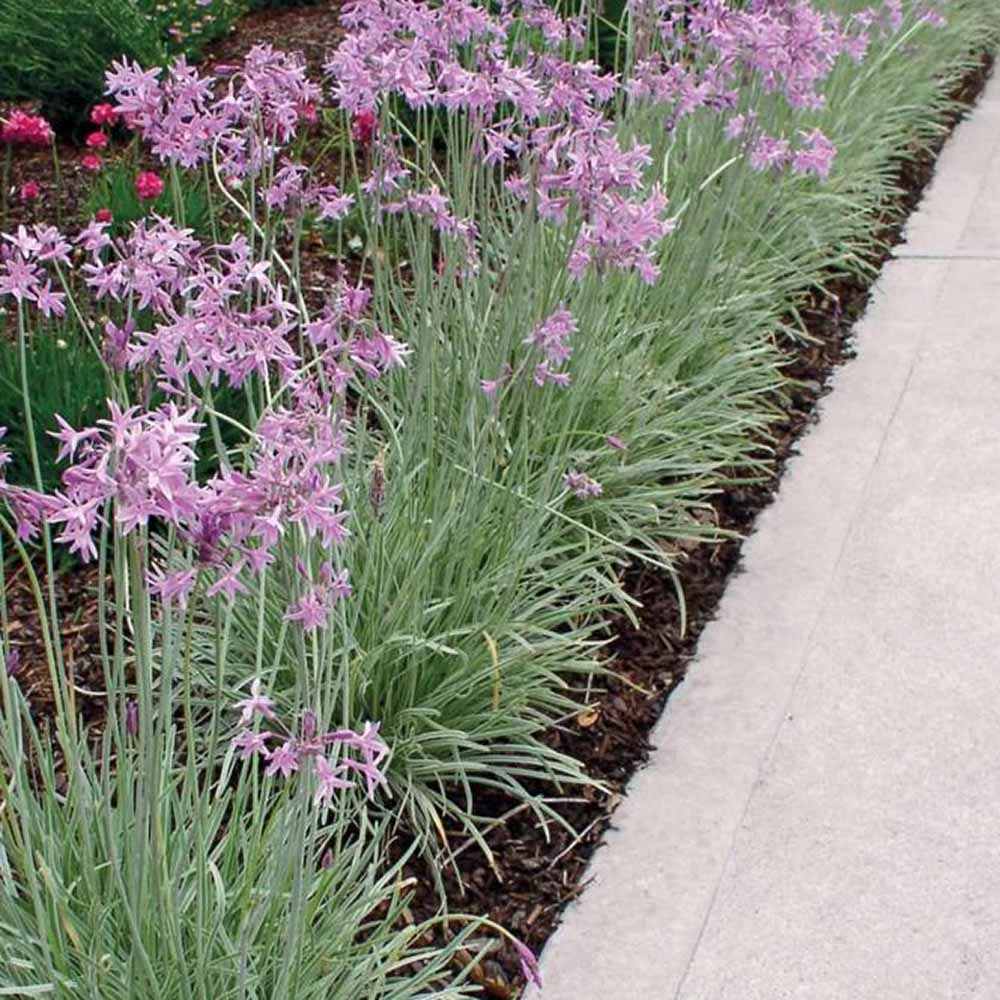 Usturoiul Dulce (Tulbaghia Violacea), cu flori mov, acoperitor