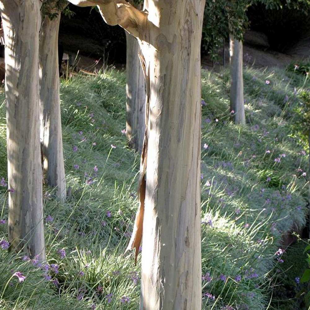 Usturoiul Dulce (Tulbaghia Violacea), cu flori mov, acoperitor