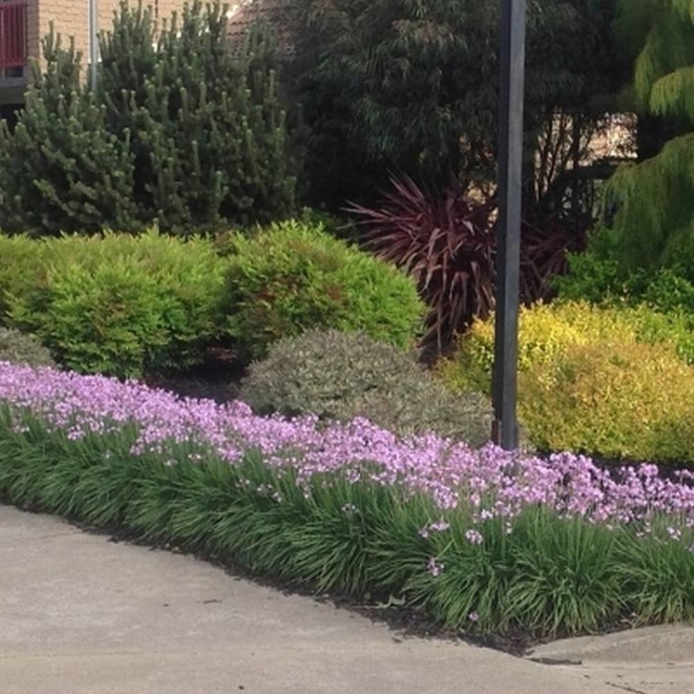 Usturoiul Dulce (Tulbaghia Violacea), cu flori mov, acoperitor