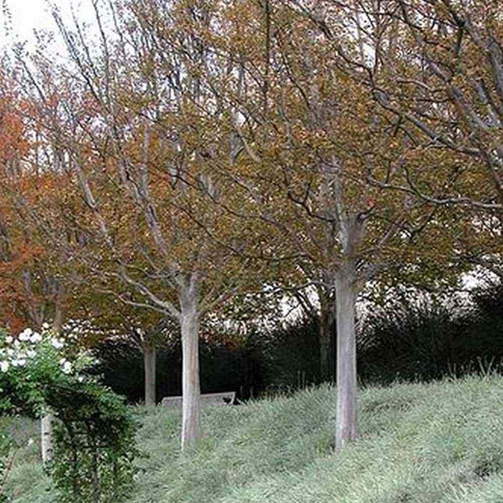 Usturoiul Dulce (Tulbaghia Violacea), cu flori mov, acoperitor