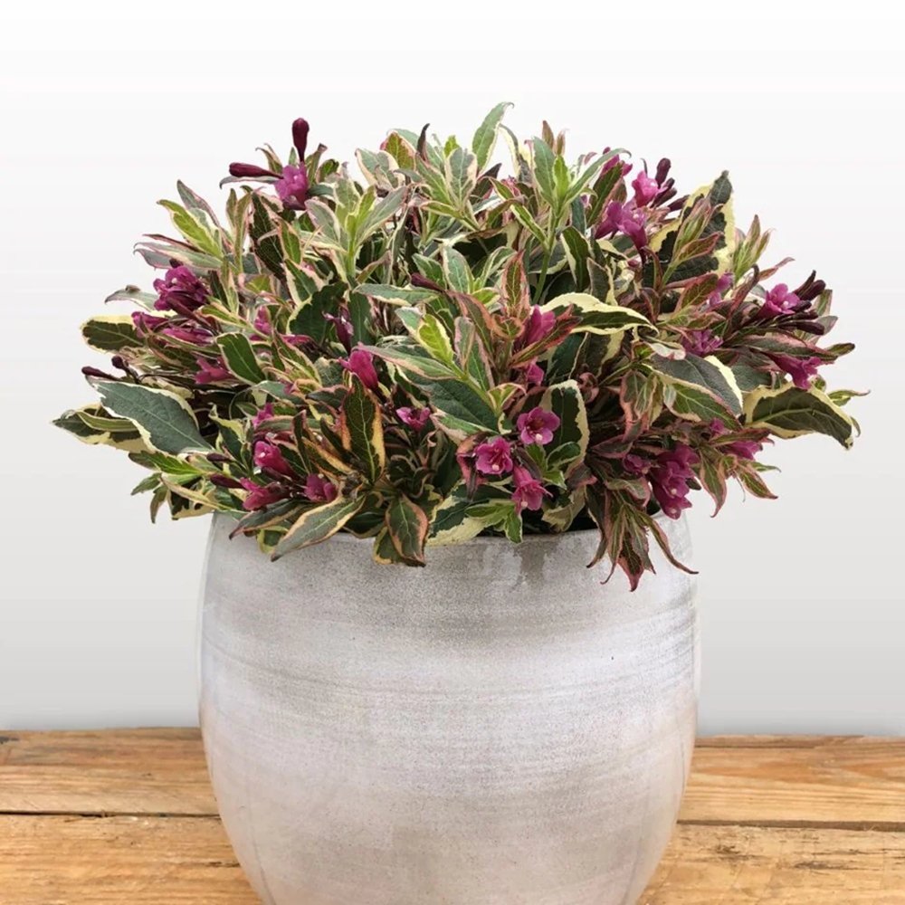 Weigela alb-verde All Summer Monet, cu flori roz pal