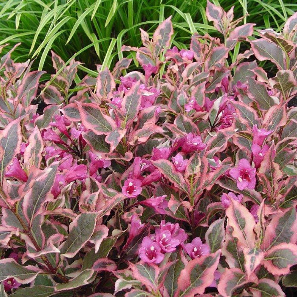 Weigela alb-verde All Summer Monet, cu flori roz pal