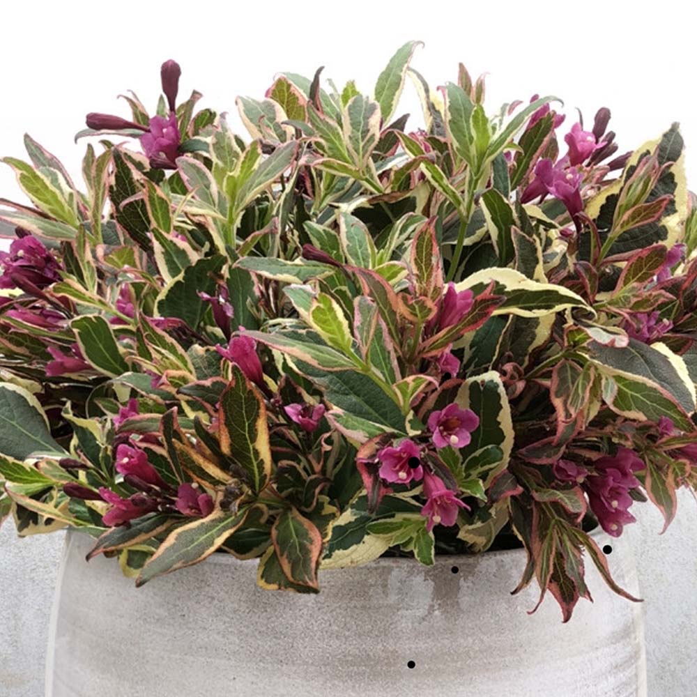 Weigela alb-verde All Summer Monet, cu flori roz pal