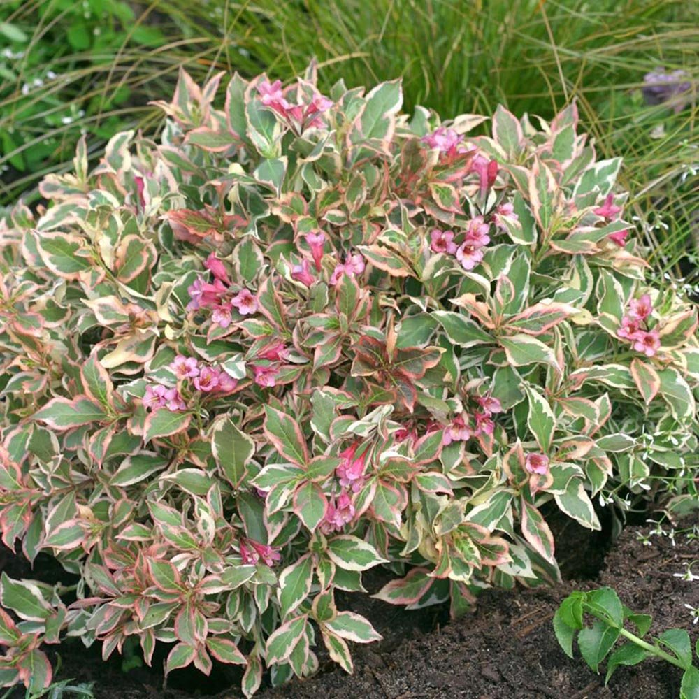 Weigela alb-verde All Summer Monet, cu flori roz pal