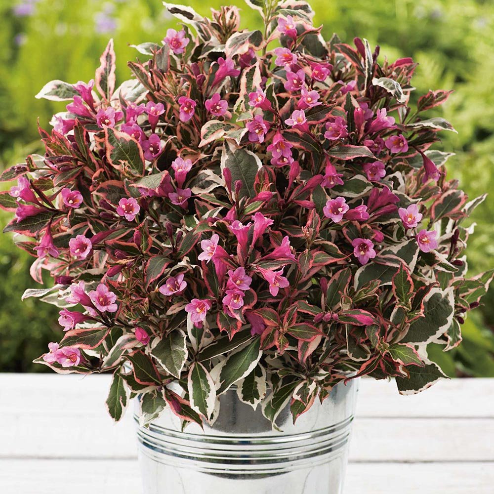 Weigela alb-verde All Summer Monet, cu flori roz pal