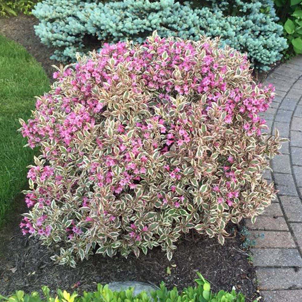 Weigela alb-verde All Summer Monet, cu flori roz pal