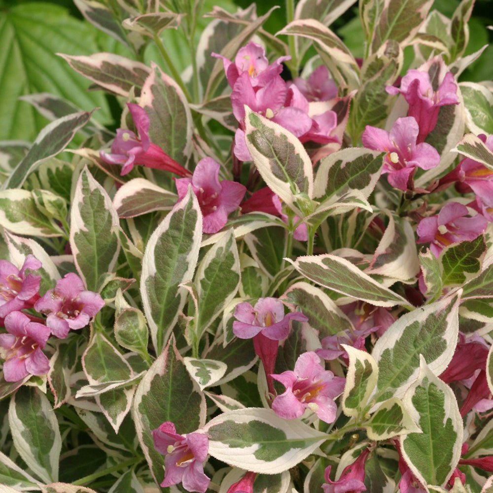 Weigela alb-verde All Summer Monet, cu flori roz pal