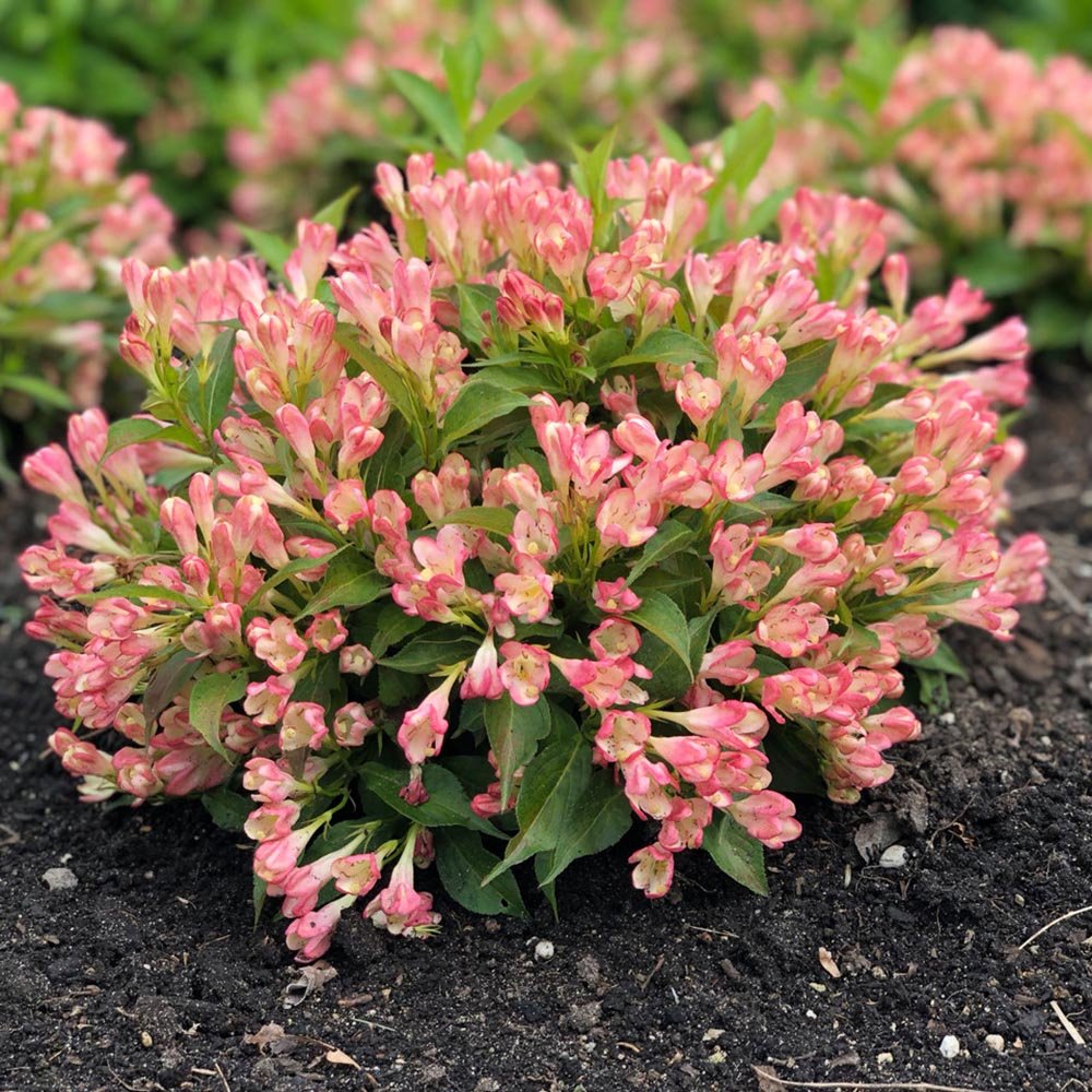 Weigela All Summer Peach, cu flori roz-piersica