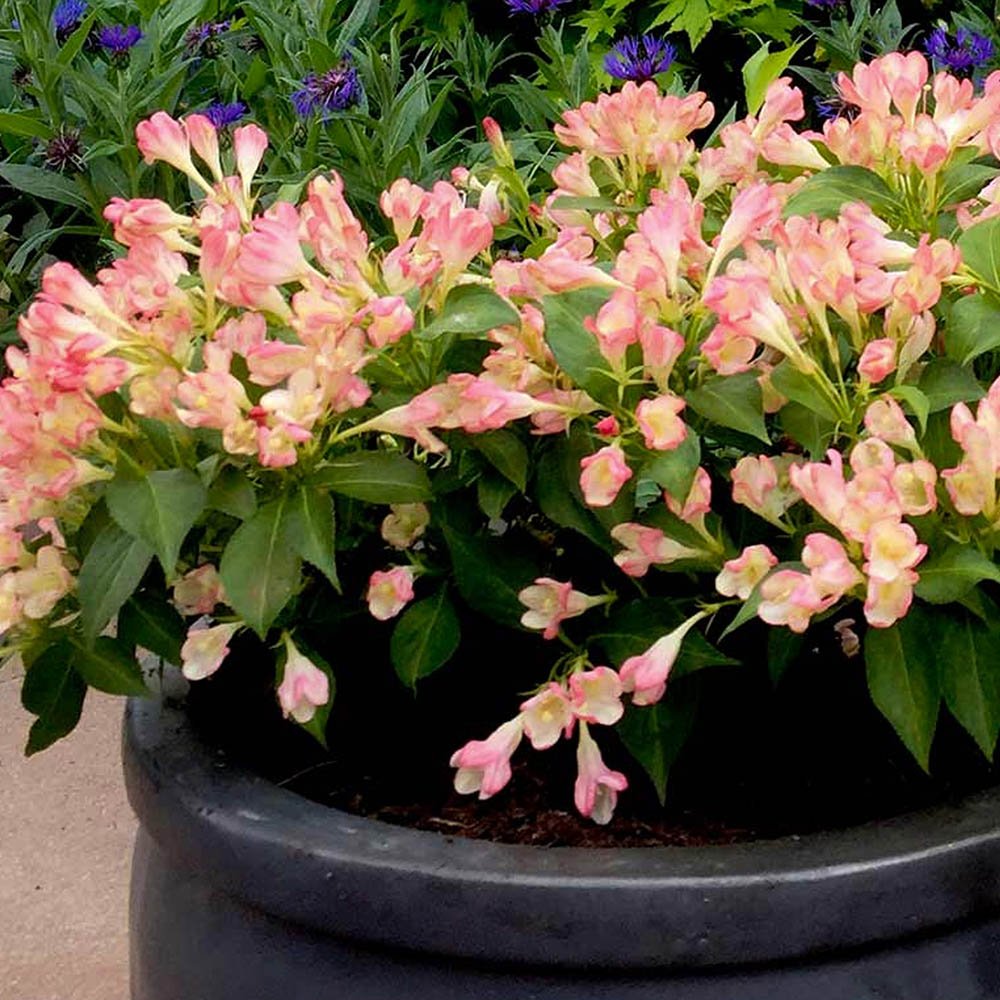 Weigela All Summer Peach, cu flori roz-piersica