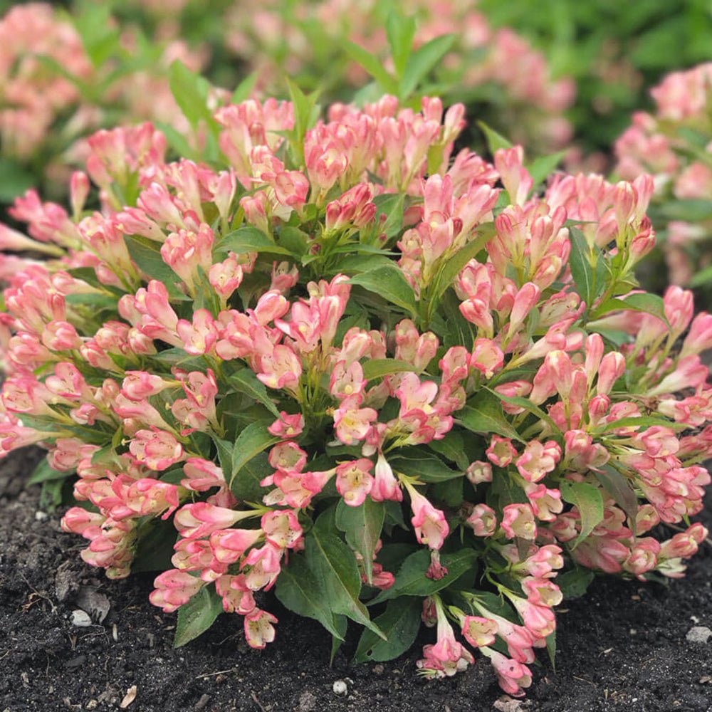 Weigela All Summer Peach, cu flori roz-piersica