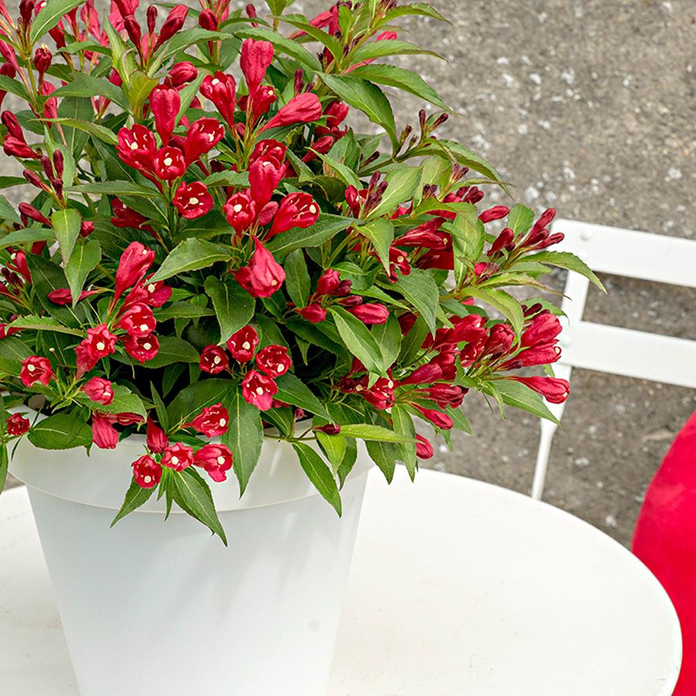 Weigela All Summer Red, cu flori rosii