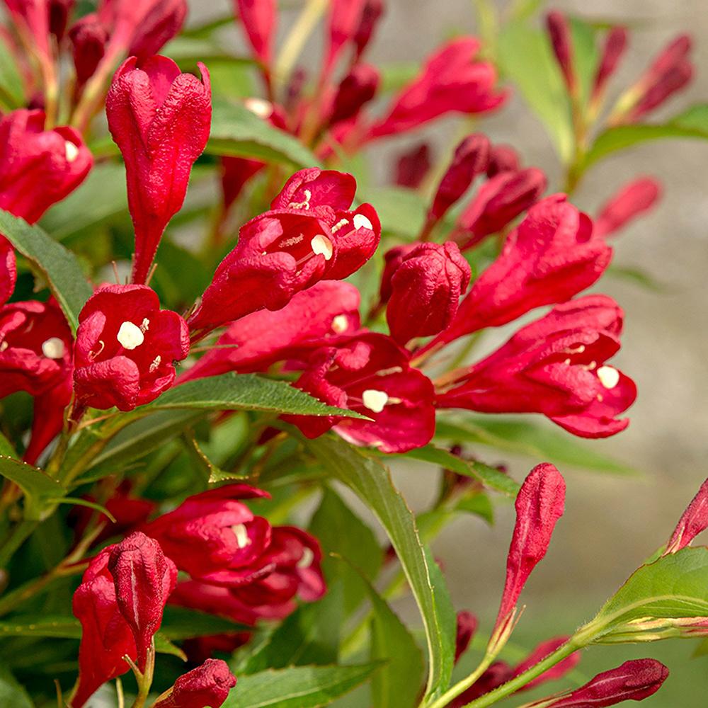 Weigela All Summer Red, cu flori rosii