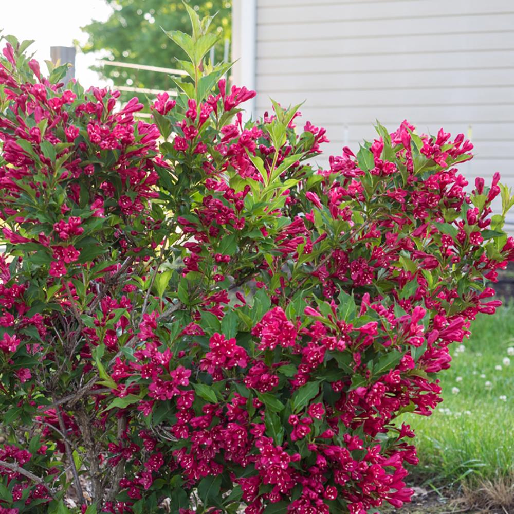 Weigela All Summer Red, cu flori rosii