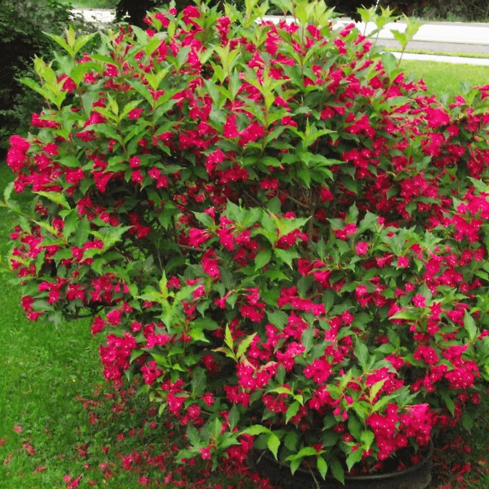 Weigela All Summer Red, cu flori rosii
