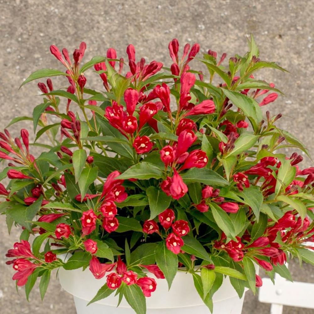 Weigela All Summer Red, cu flori rosii