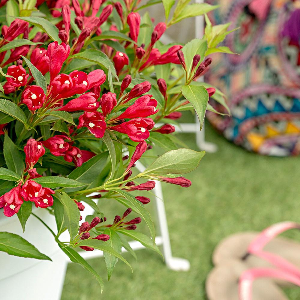 Weigela All Summer Red, cu flori rosii