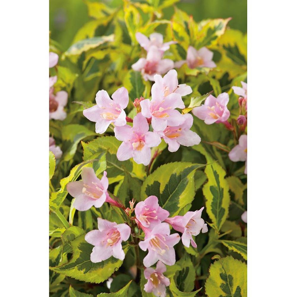 Weigela multicolor Magical Rainbow, cu frunze roz