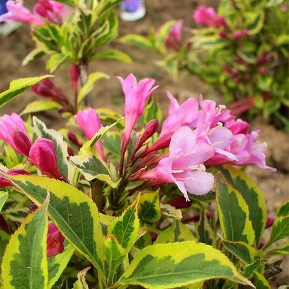 Weigela multicolor Magical Rainbow, cu frunze roz