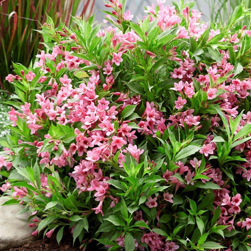 Weigela Picobella Rosa, cu flori roz