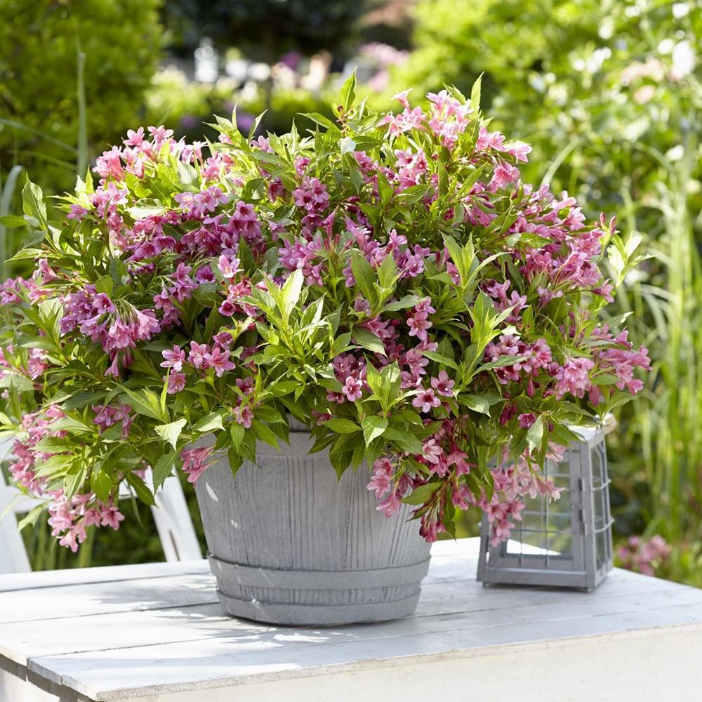 Weigela Picobella Rosa, cu flori roz