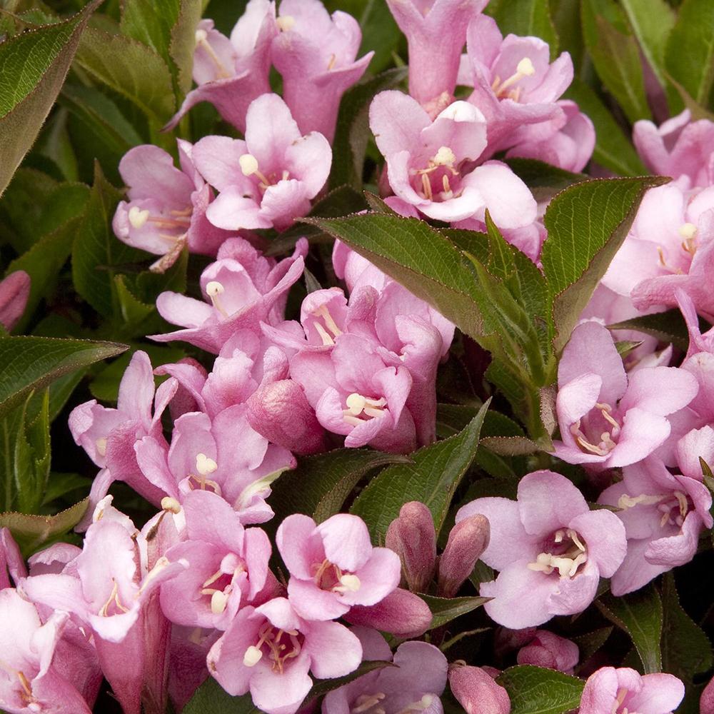 Weigela roz-alb Pink Poppet