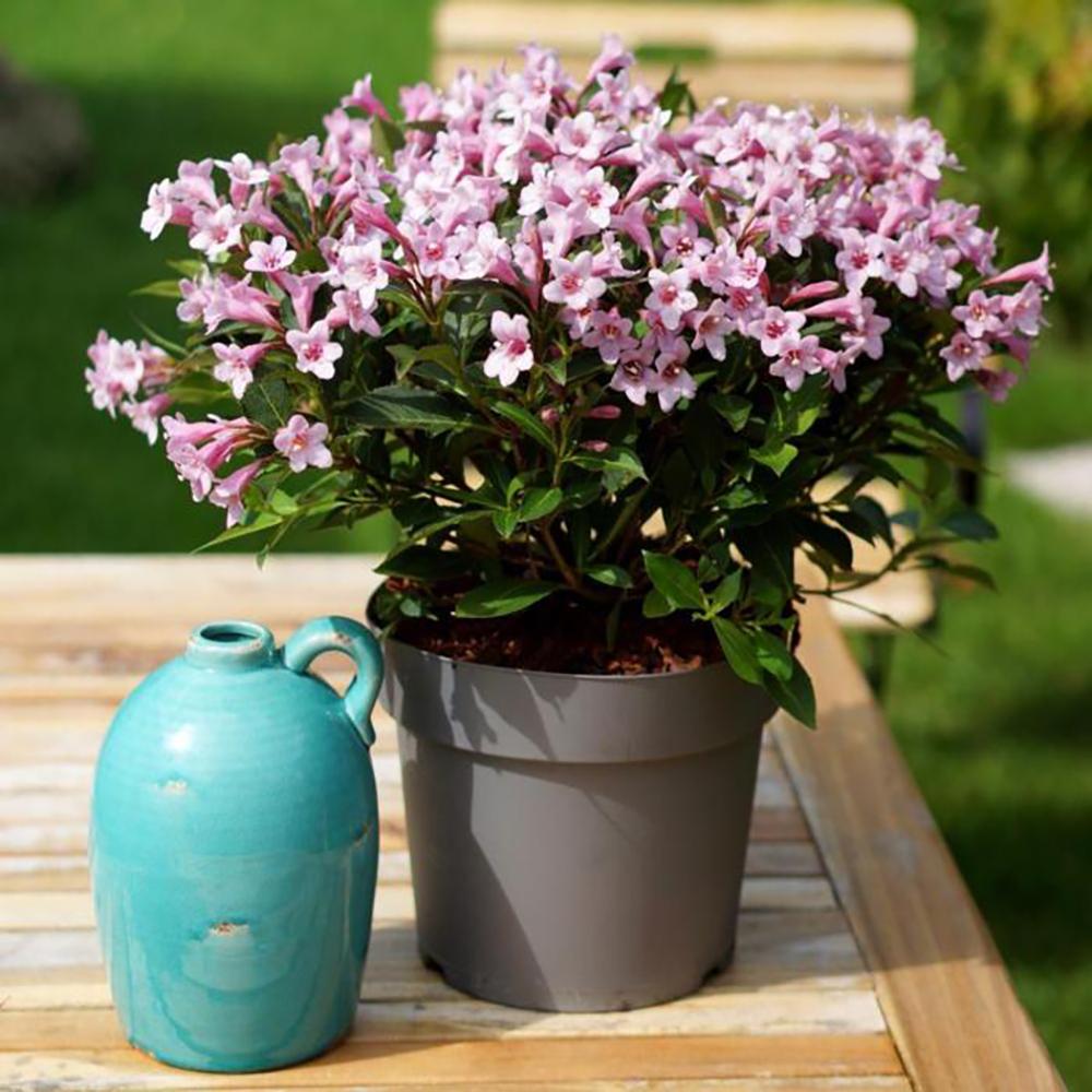 Weigela roz-alb Pink Poppet