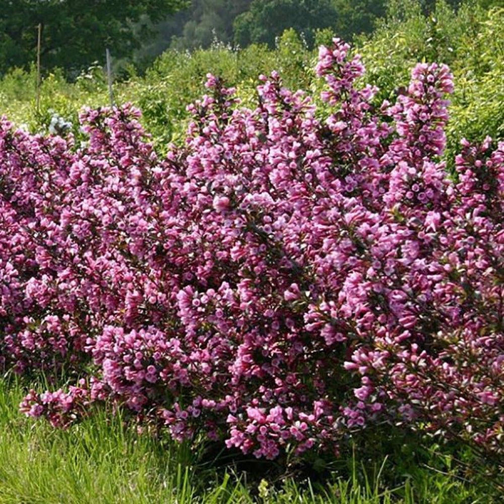Weigela purpuriu Purpurea, cu flori roz pal