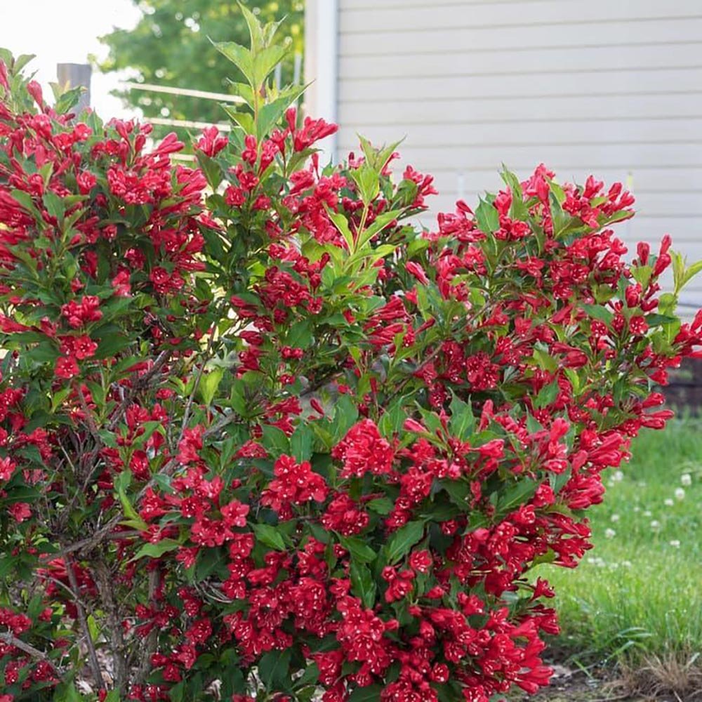 Weigela Red Prince, cu flori rosii