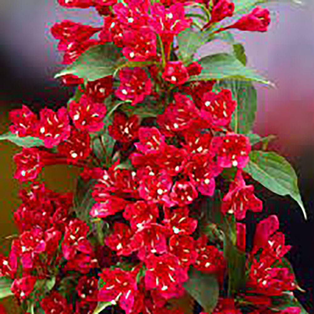 Weigela Red Prince, cu flori rosii