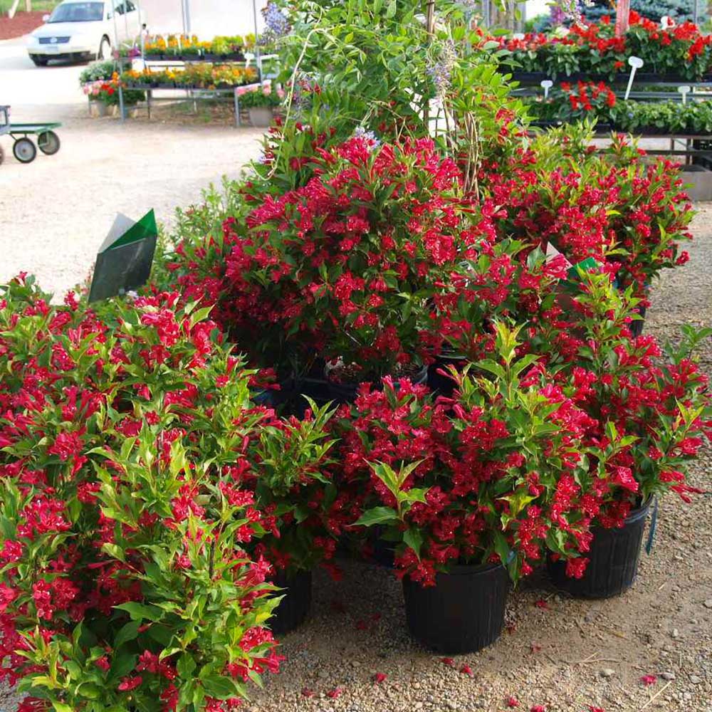 Weigela Red Prince, cu flori rosii