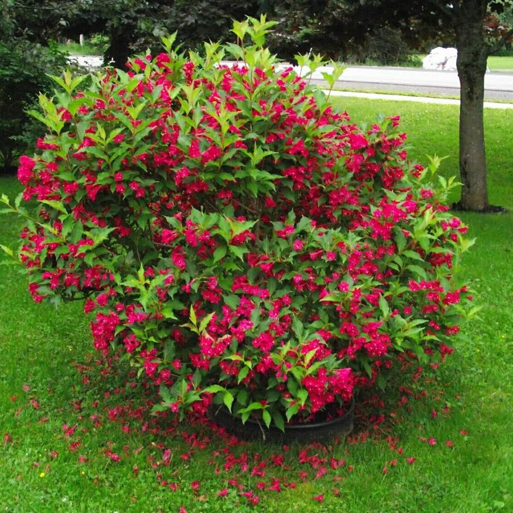 Weigela Red Prince, cu flori rosii