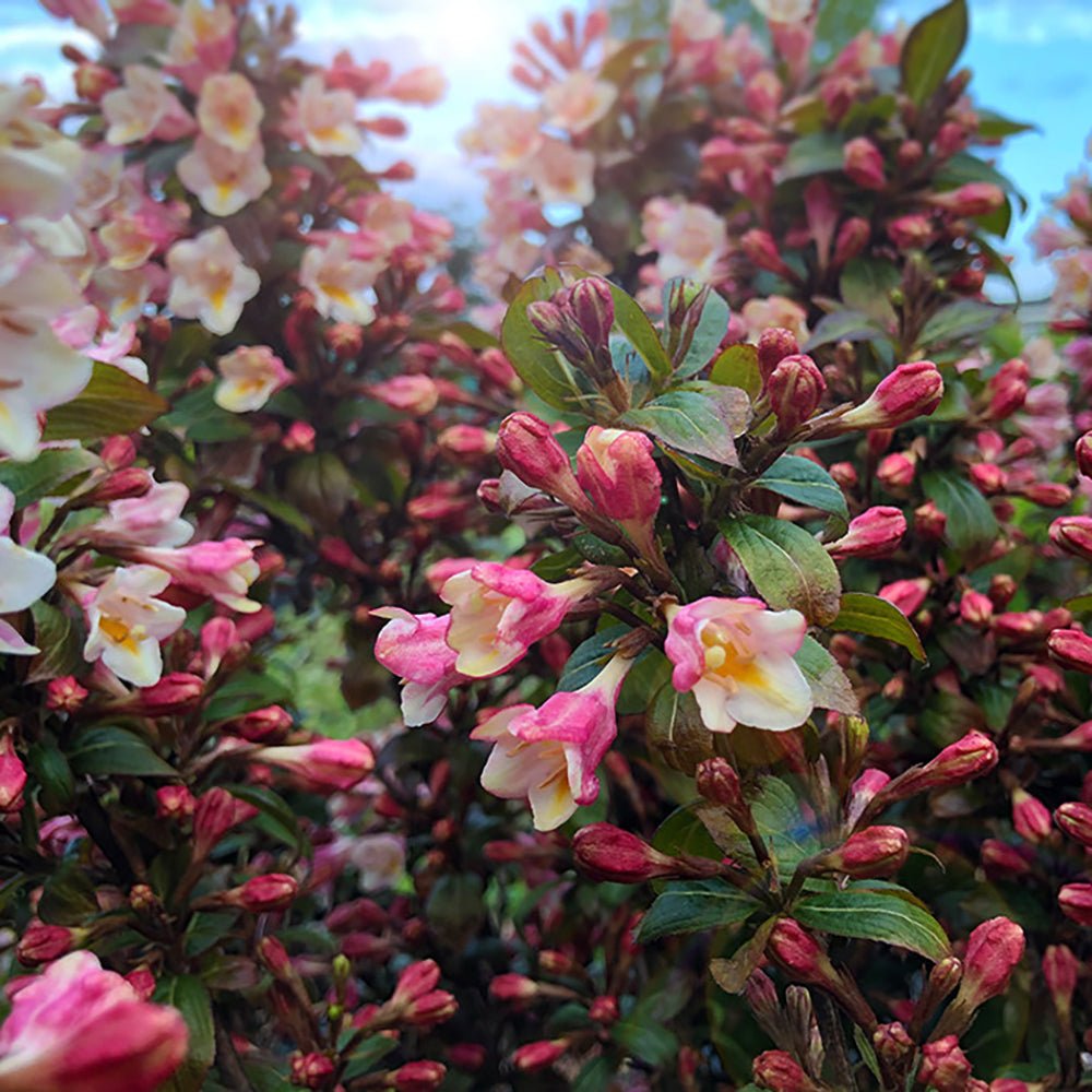 Weigela maro Vintage Love, cu flori roz-somon