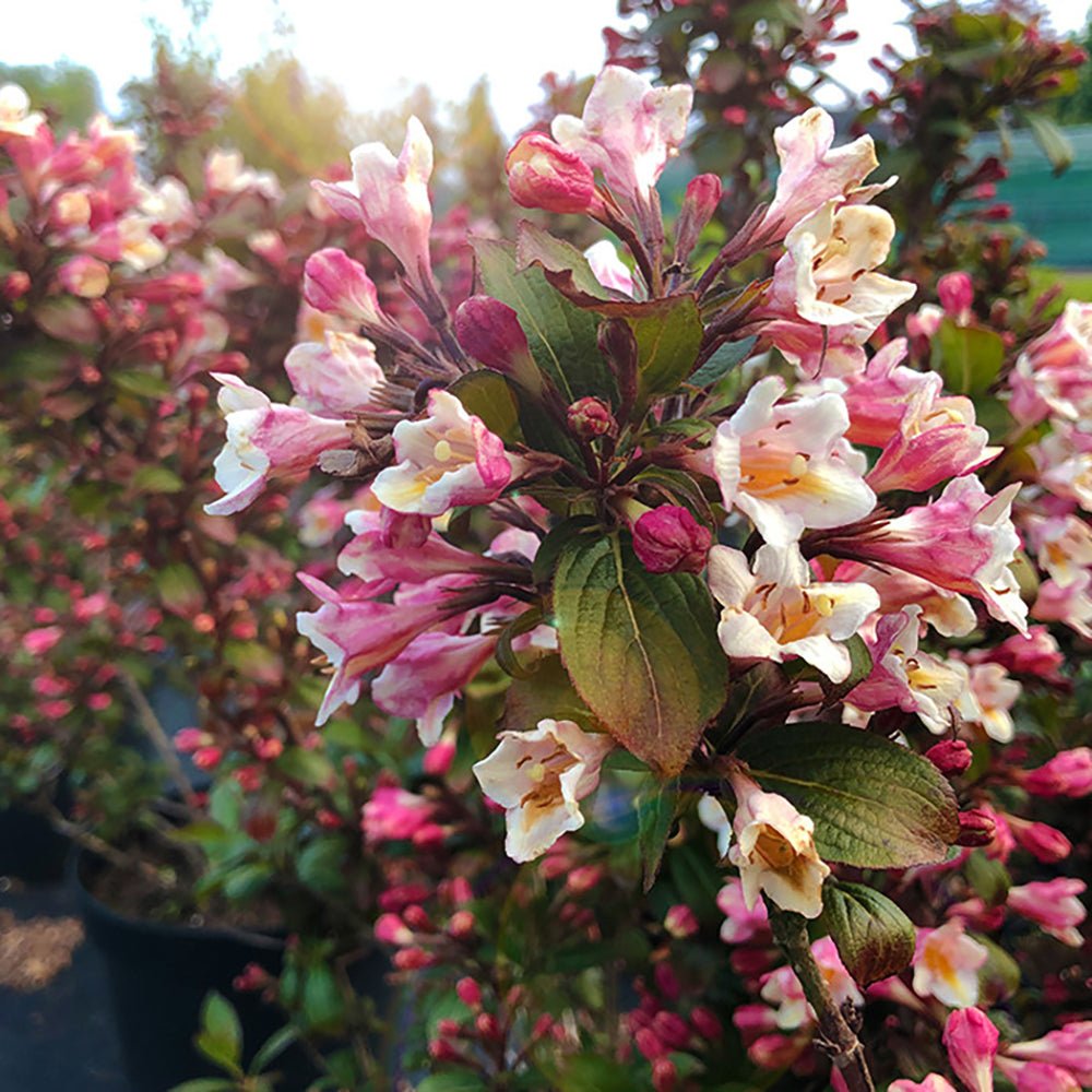 Weigela maro Vintage Love, cu flori roz-somon