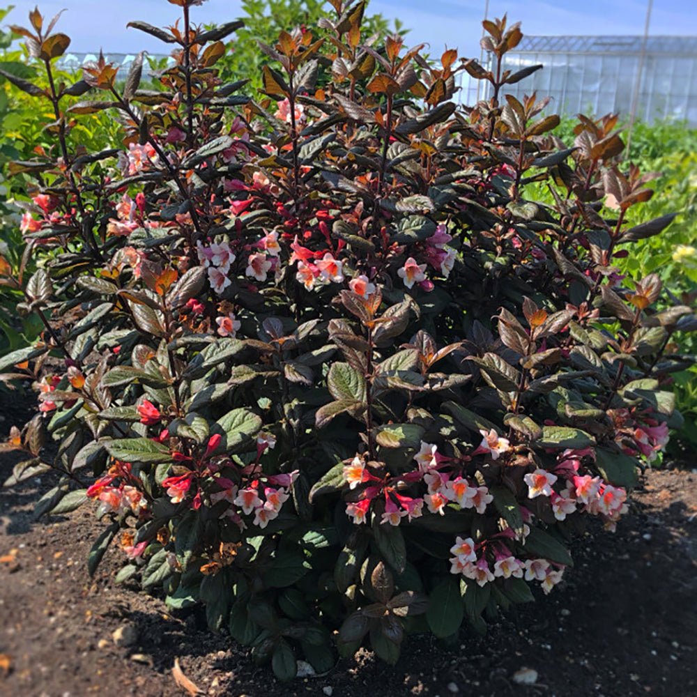 Weigela maro Vintage Love, cu flori roz-somon