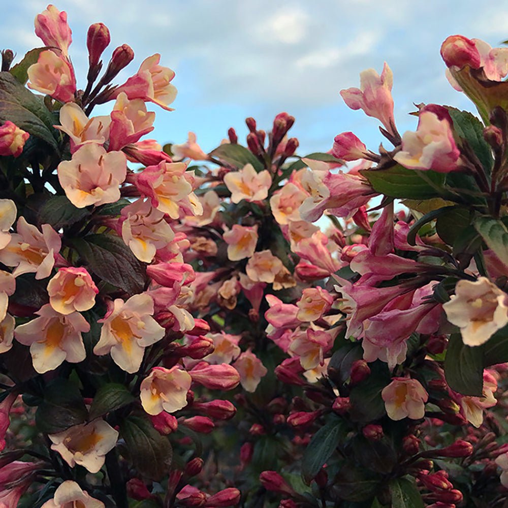 Weigela maro Vintage Love, cu flori roz-somon