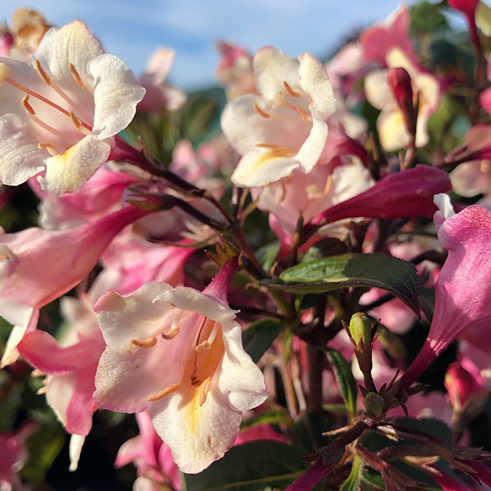 Weigela maro Vintage Love, cu flori roz-somon