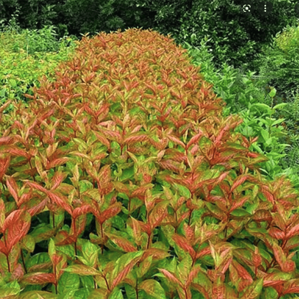 Weigela rosu-aramiu Wings Of Fire, cu flori roz