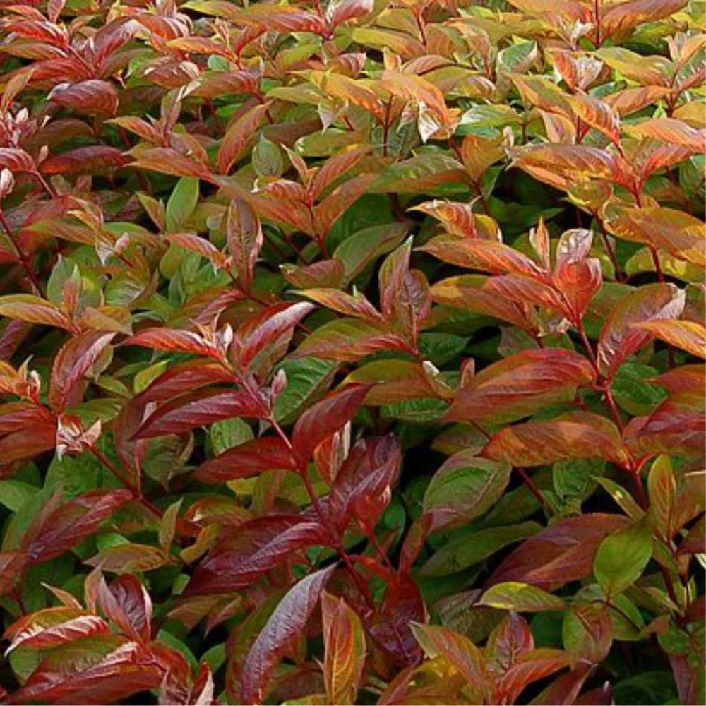 Weigela rosu-aramiu Wings Of Fire, cu flori roz