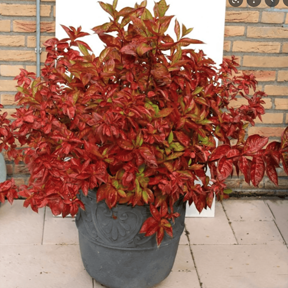 Weigela rosu-aramiu Wings Of Fire, cu flori roz