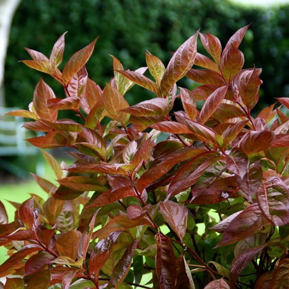 Weigela rosu-aramiu Wings Of Fire, cu flori roz